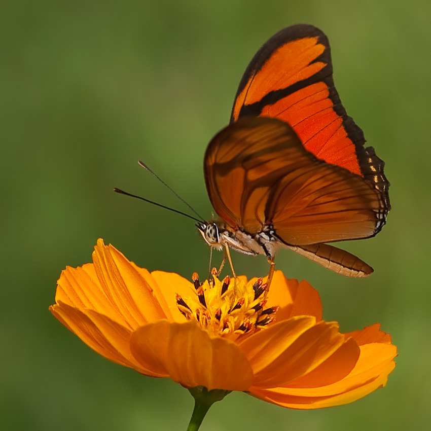 Motyl