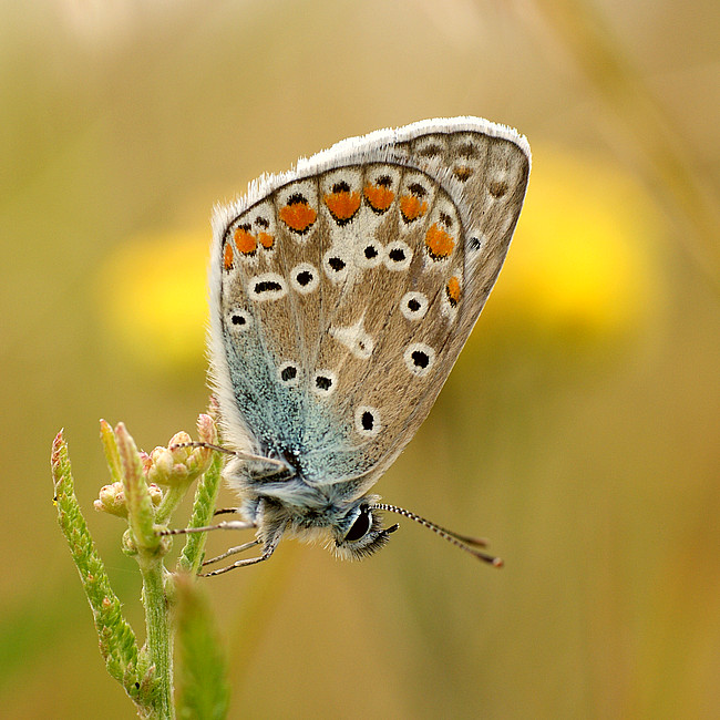 Motyl