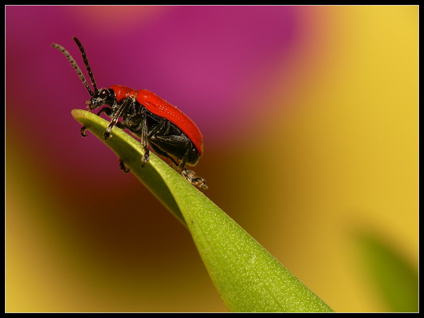 Poskrzypka liliowa