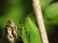 green red eye