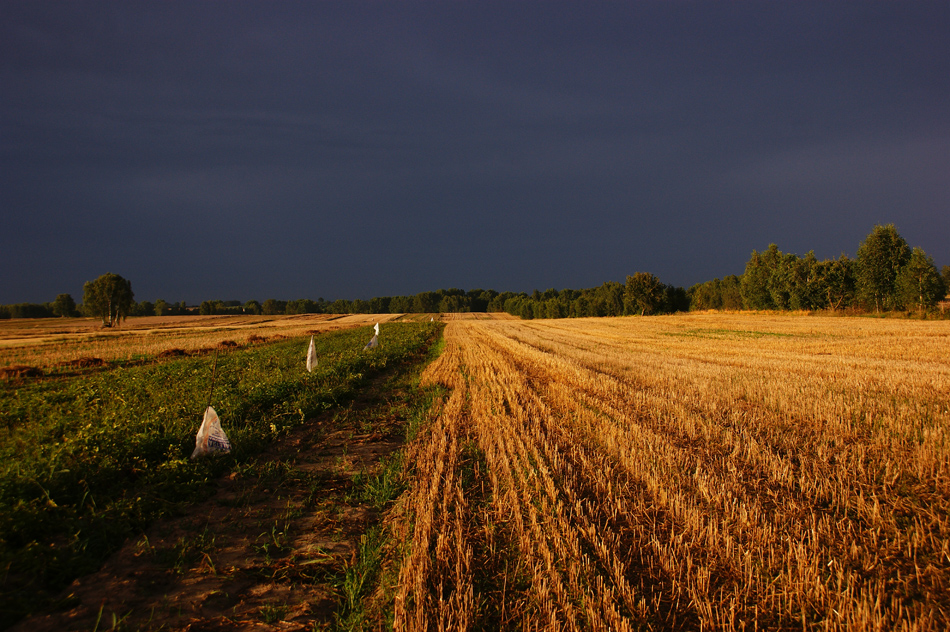 Za moją stodołą