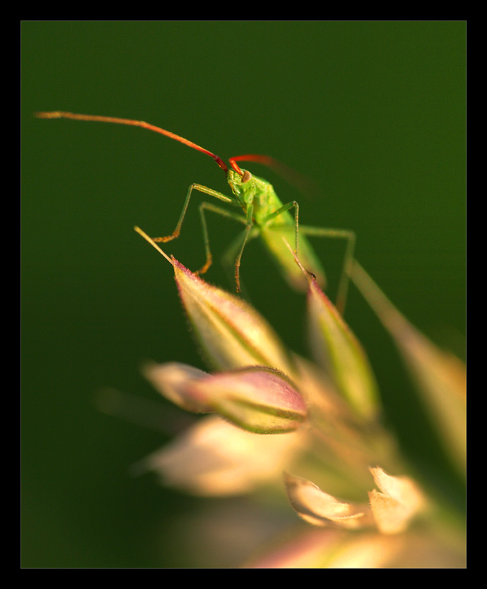 ...makro niedopowiedziane...