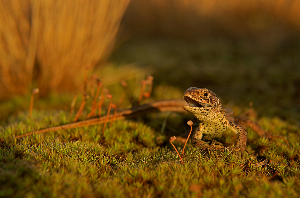 Prawie aligator:)