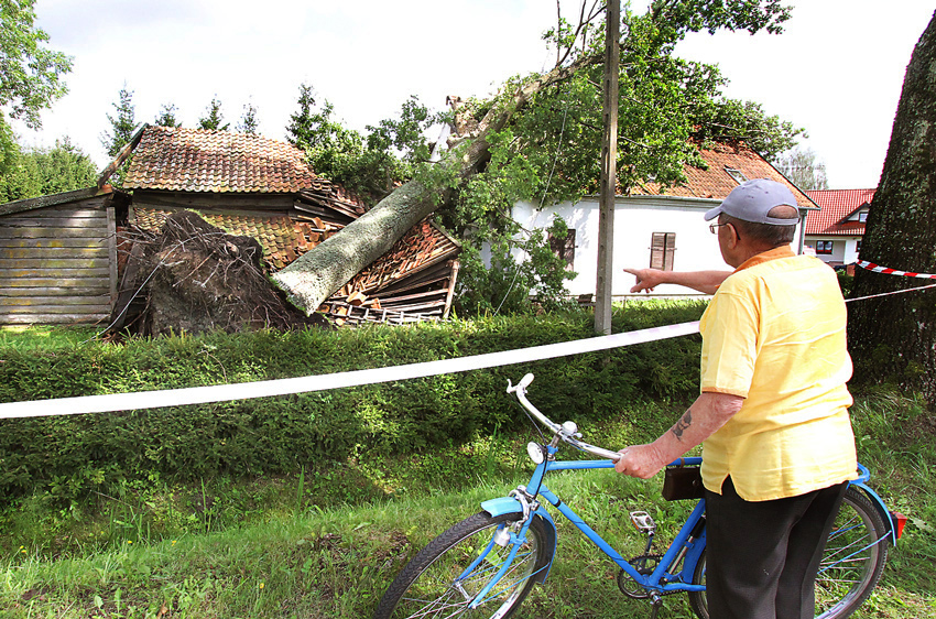 Dąb padł