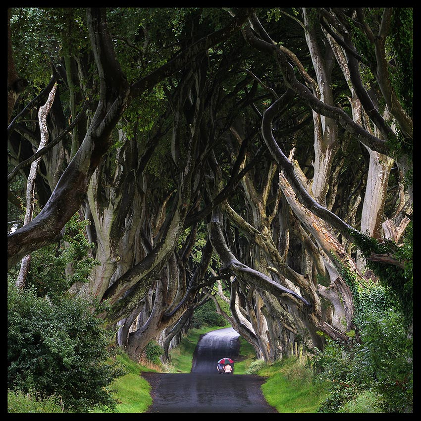 Dark Hedges