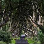 Dark Hedges