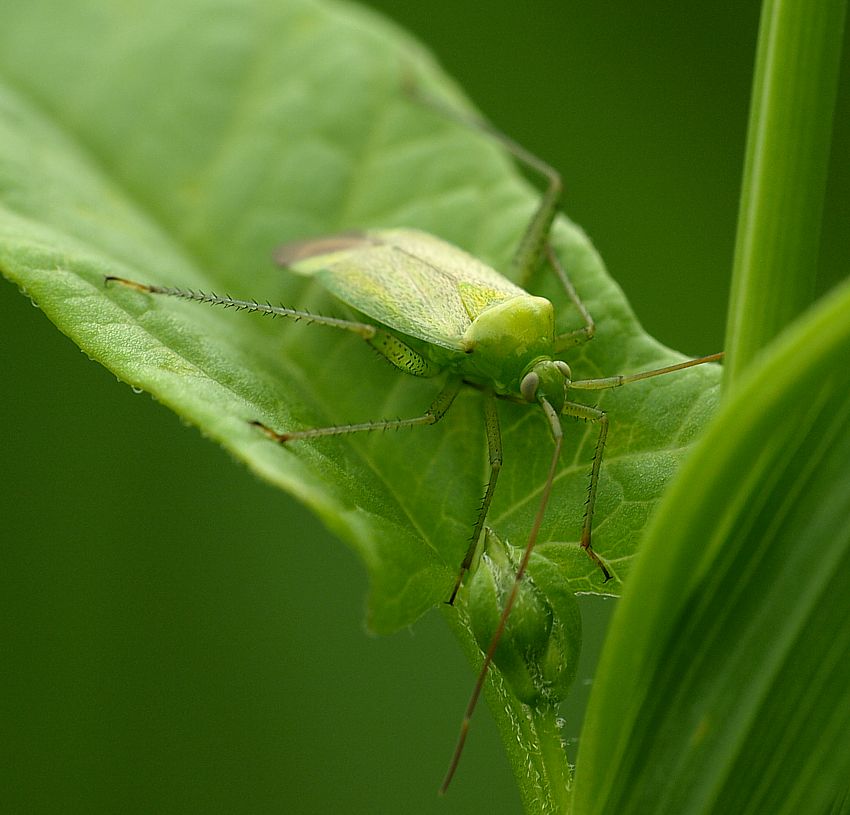 Zieleniuszek