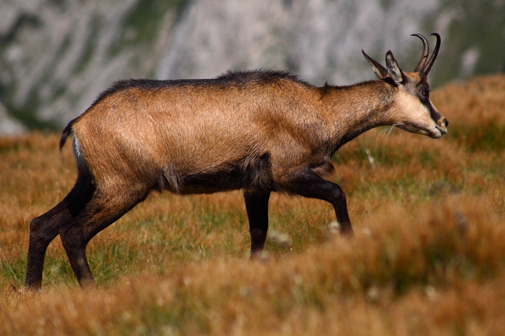 tatrzańska kozica (Rupicapra rupicapra)