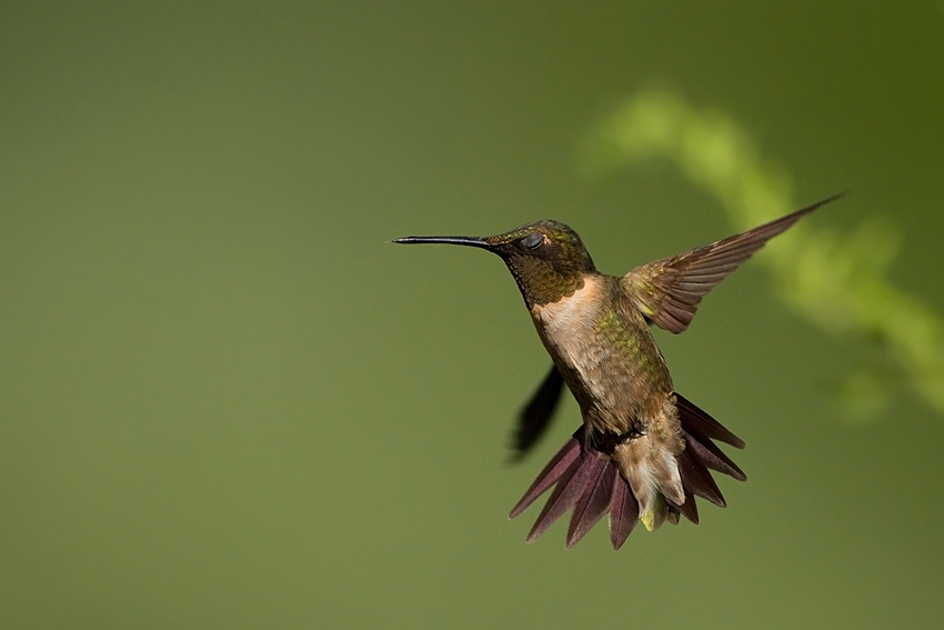 Ruby-throated-hummingbird - koliberek rubinobrody