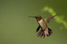 Ruby-throated-hummingbird - koliberek rubinobrody