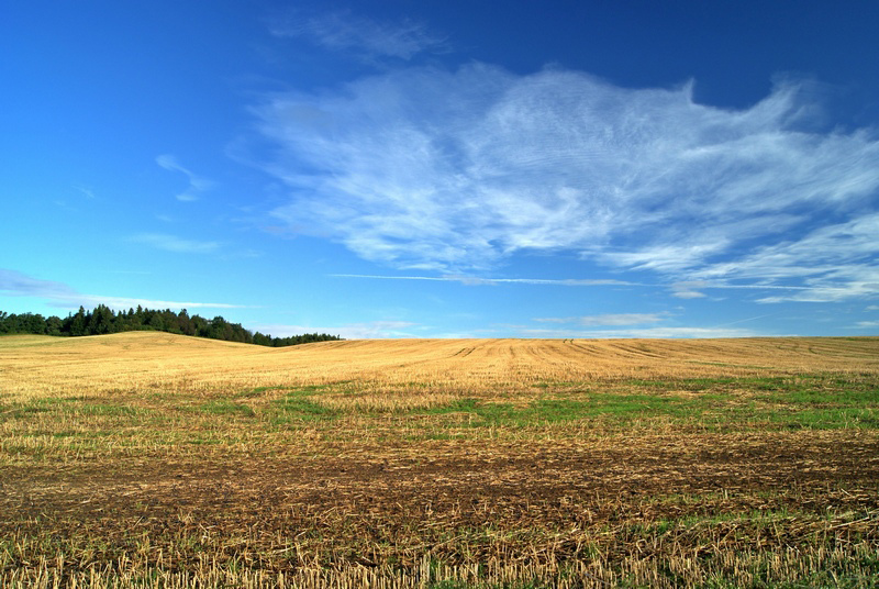 ściernisko