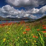 Irish Summer