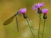 Świtezianka błyszcząca Calopteryx splendens