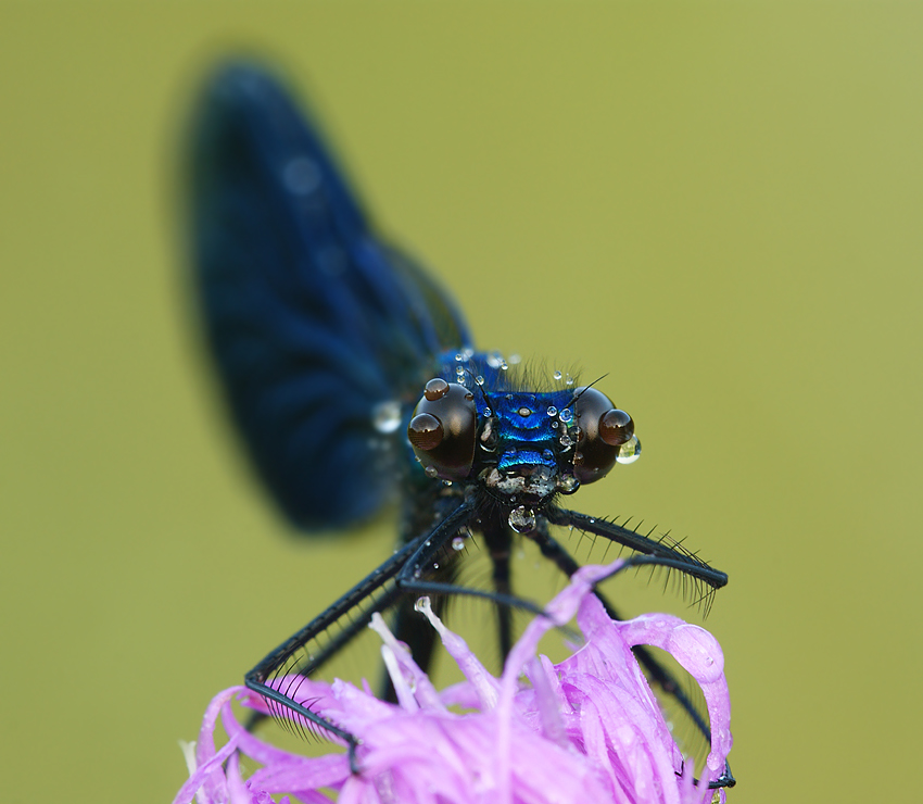 Świtezianka błyszcząca Calopteryx splendens