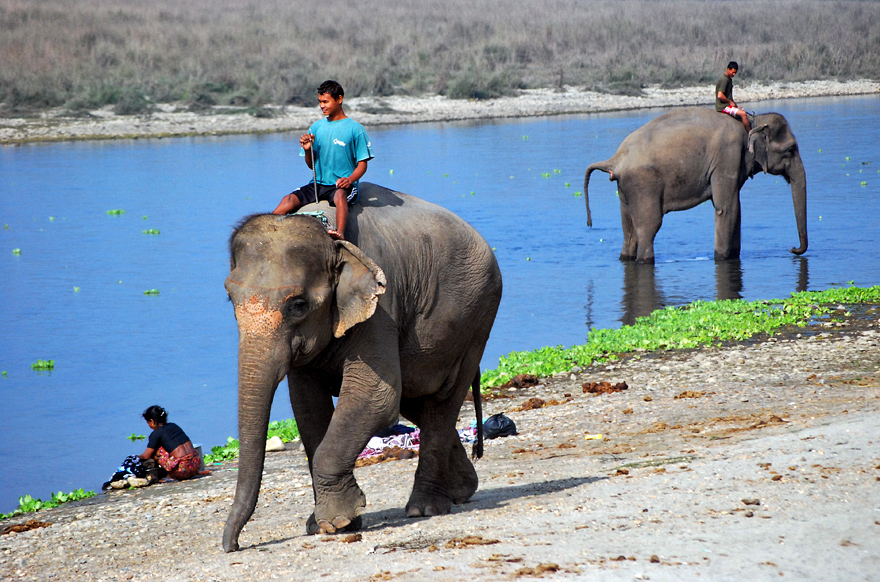 Sauraha