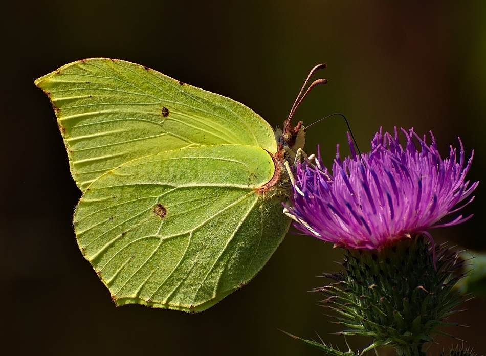 motyl