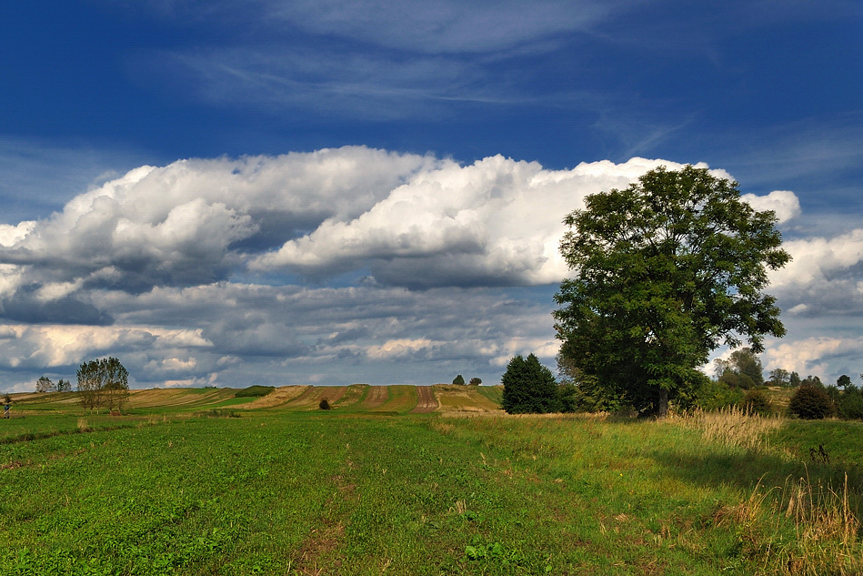 Polny krajobraz .