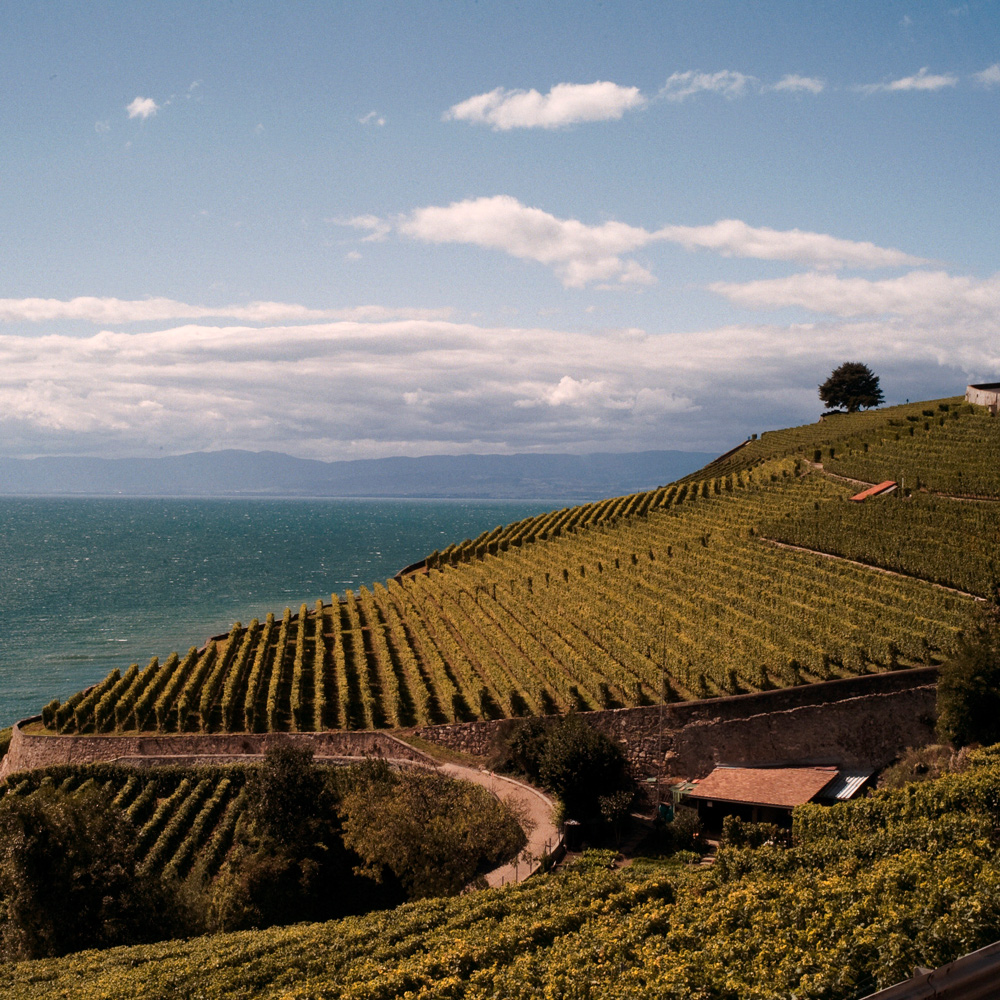 Lavaux