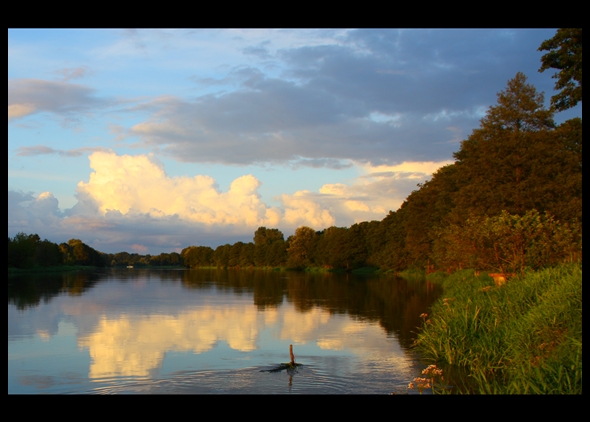 Narew