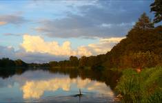 Narew