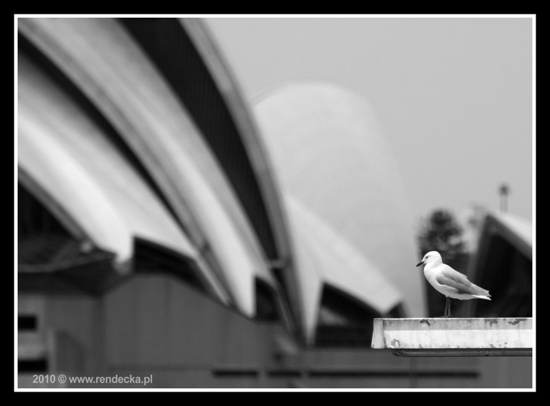 Podglądając Sydney, Mewa w Operze