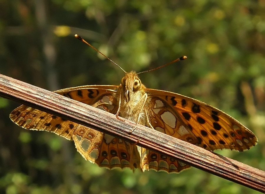 Dostojka latonia