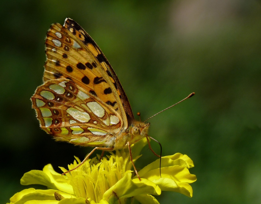 Dostojka latonia