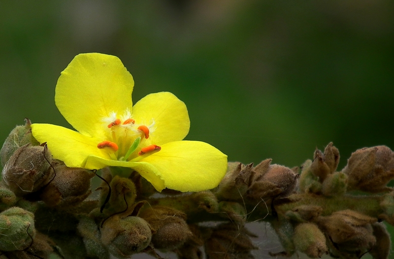 yellow flower