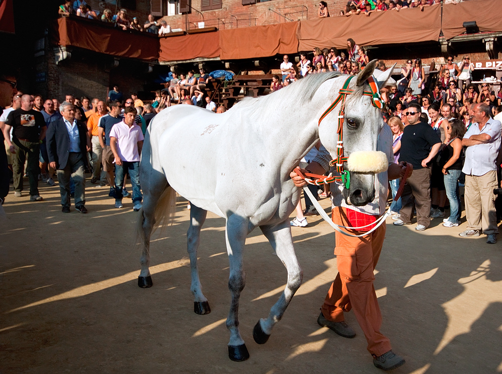 Przygotowania do palio w Sienie