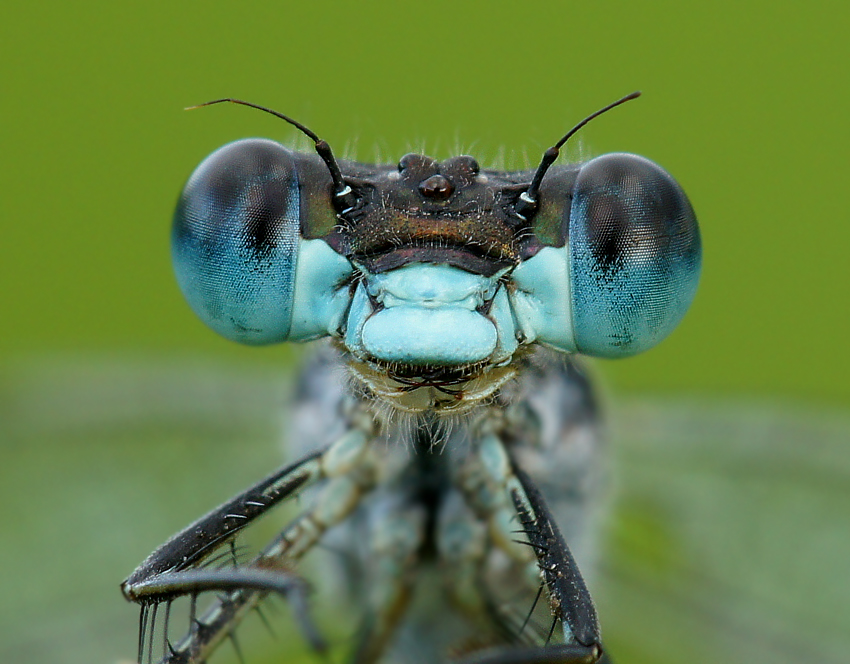 Blue eyes