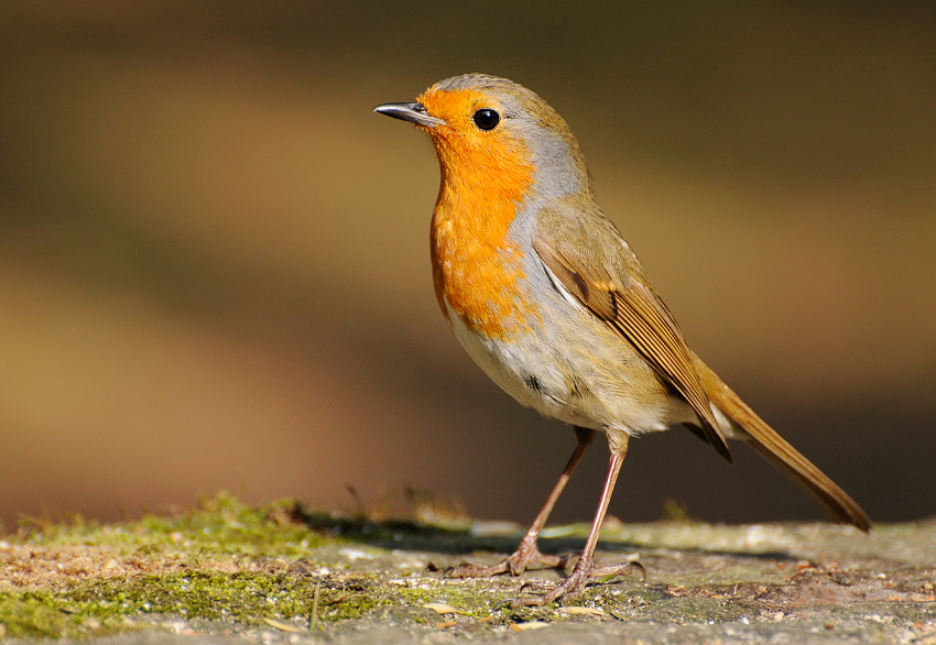 Rudzik-Erithacus rubecula