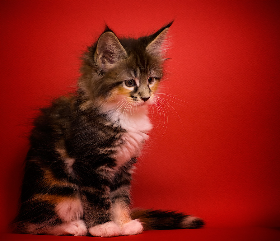 ALPANA - kotka Maine Coon (6 tyg.)