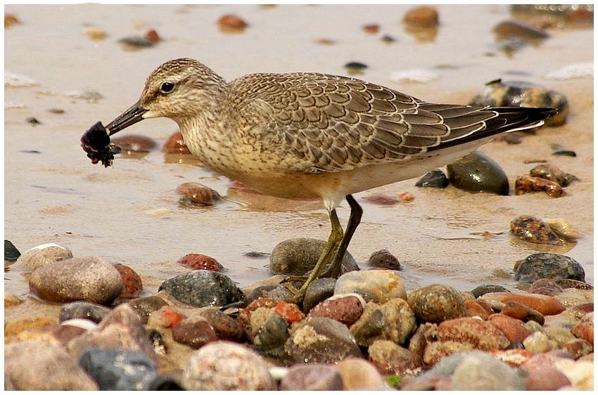 ...Biegus rdzawy - Calidris canutus...