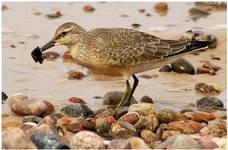 ...Biegus rdzawy - Calidris canutus...