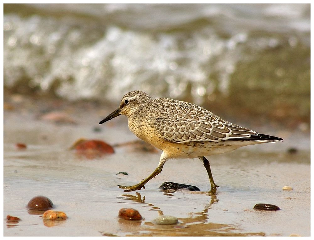 ...Biegus rdzawy - Calidris canutus...