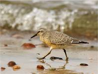 ...Biegus rdzawy - Calidris canutus...