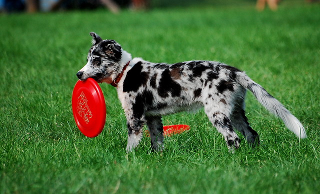 Border Collie