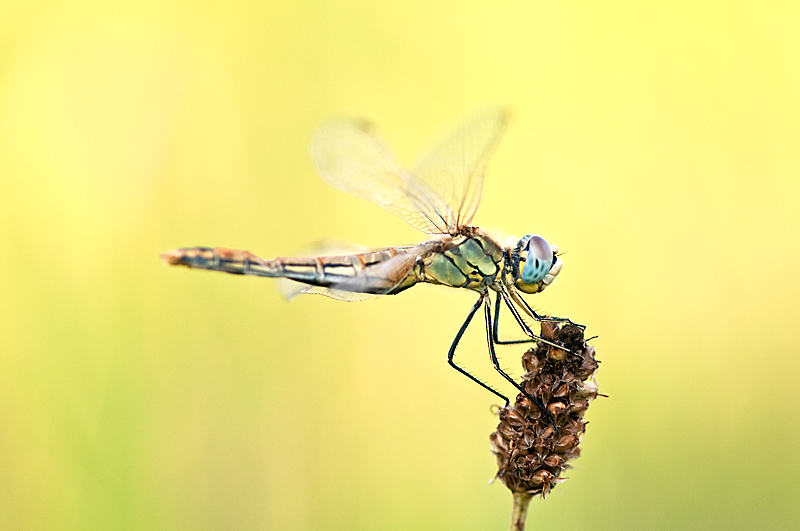 Sympetrum