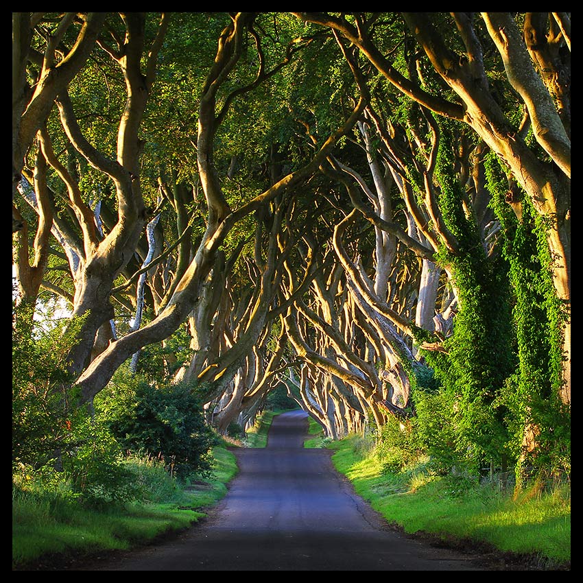 Dark Hedges