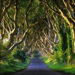 Dark Hedges