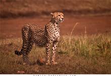 gepard