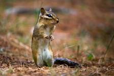 Chipmunk (pl. Pręgowiec)