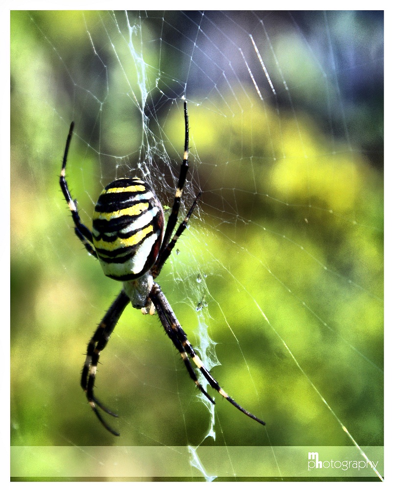 Argiope bruennichi