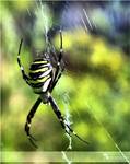 Argiope bruennichi