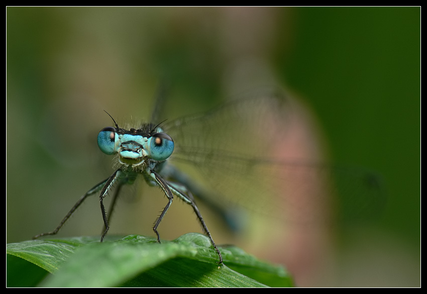 Pozytywny helikopter