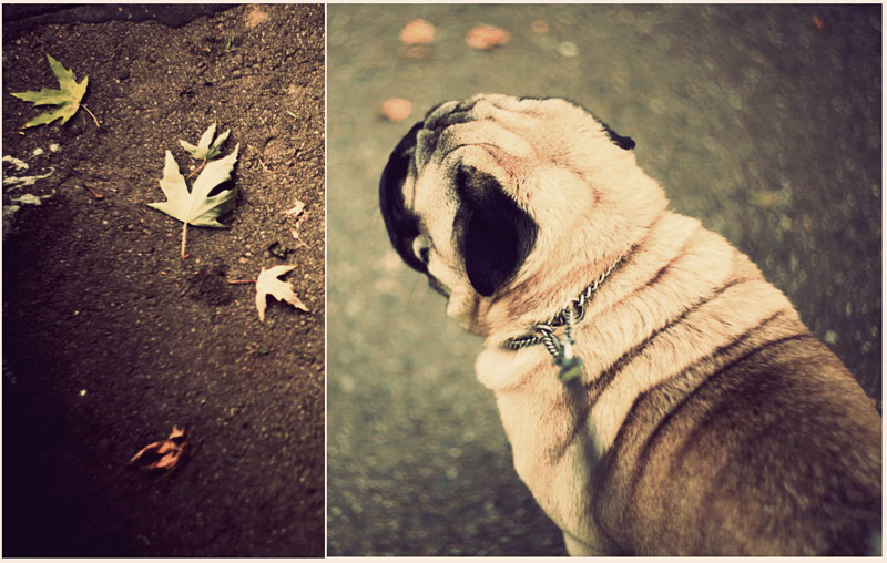 autumn pug