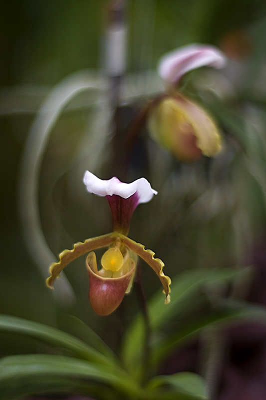 Paphiopedilum barbigerum