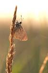 Polyommatus