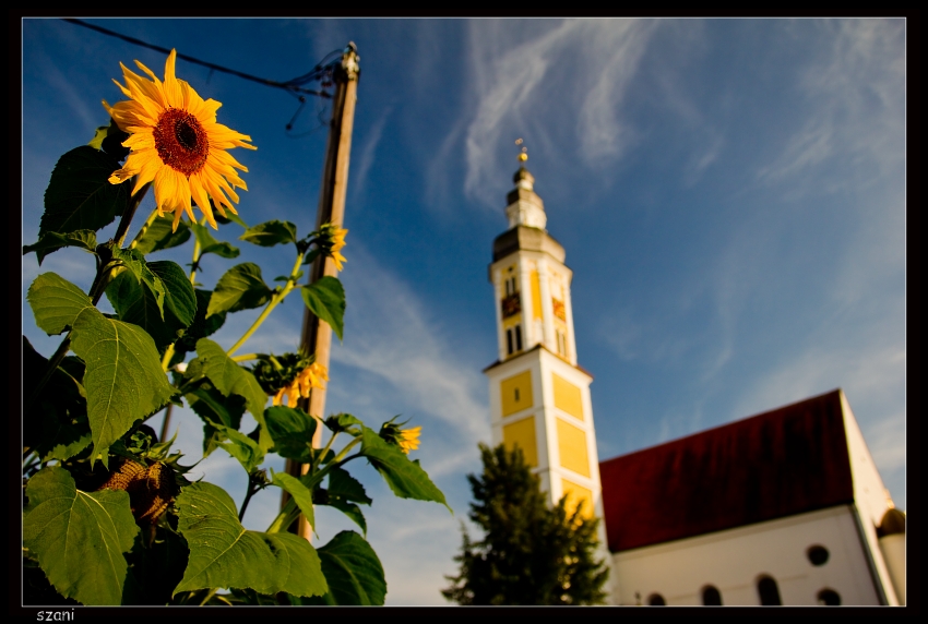 wyrastając w niebo