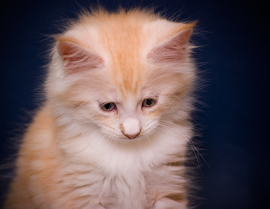 AMAR - kocurek Maine Coon (6 tyg.)